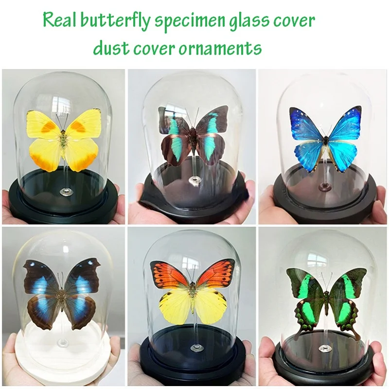 

Real butterfly specimen Insect specimen Glass cover Dust cover Decoration Birthday gift Crystal ball Immortal flower handicraft