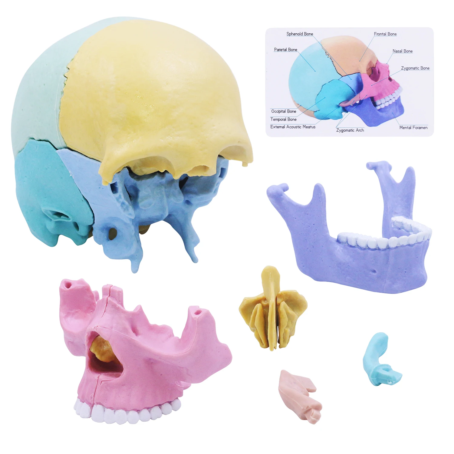 4D Anatomy Moodel Life-sized Colored Human Anatomy Head Skull Toy Assembly Oral Teaching Medical Skeleton Model