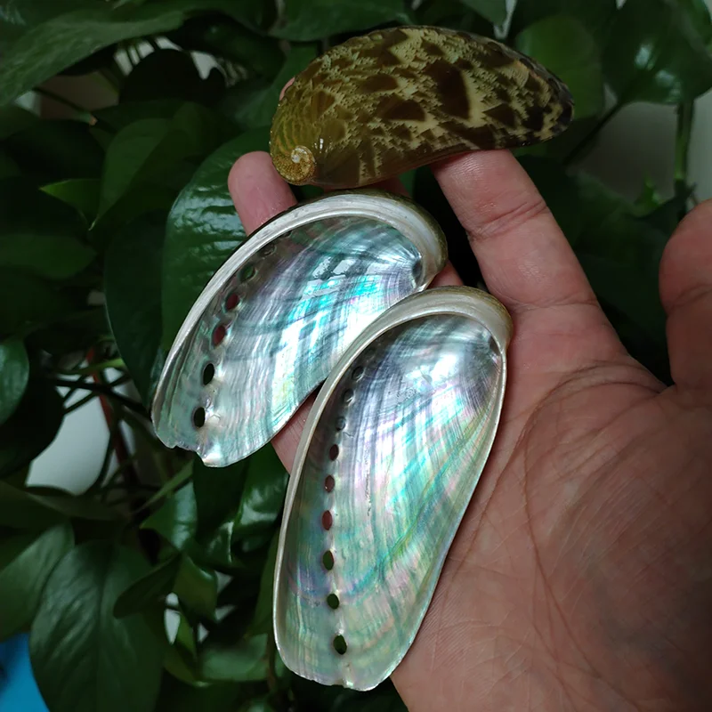 8 PCS Donkey Ear Abalone Shells Natural Haliotins Asinine Seashell for DIY Crafts, Arts and Home Decor (2 inches - 4 inches)