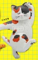 calico cat