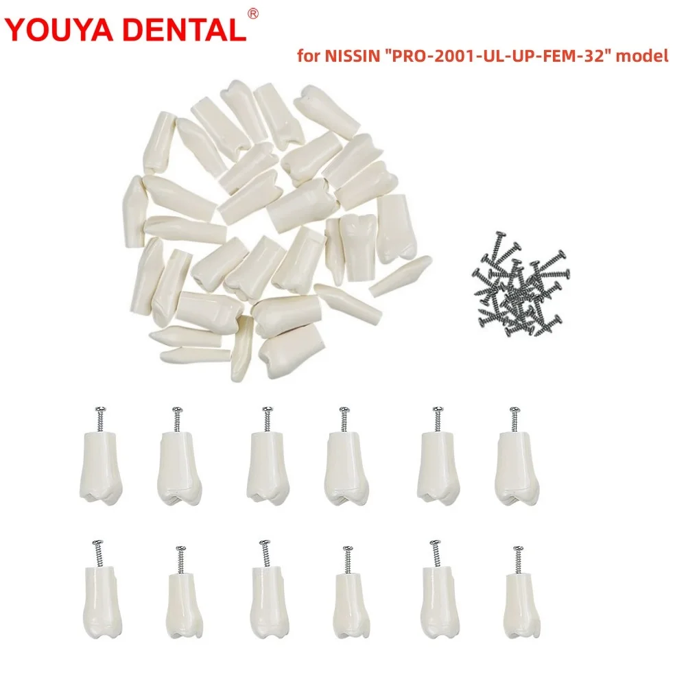 5pcs Dentistry Replacement Teeth Compatible With NISSIN PRO-2001-UL-UP-FEM-32 Dental Model For Training Practice Teaching Study