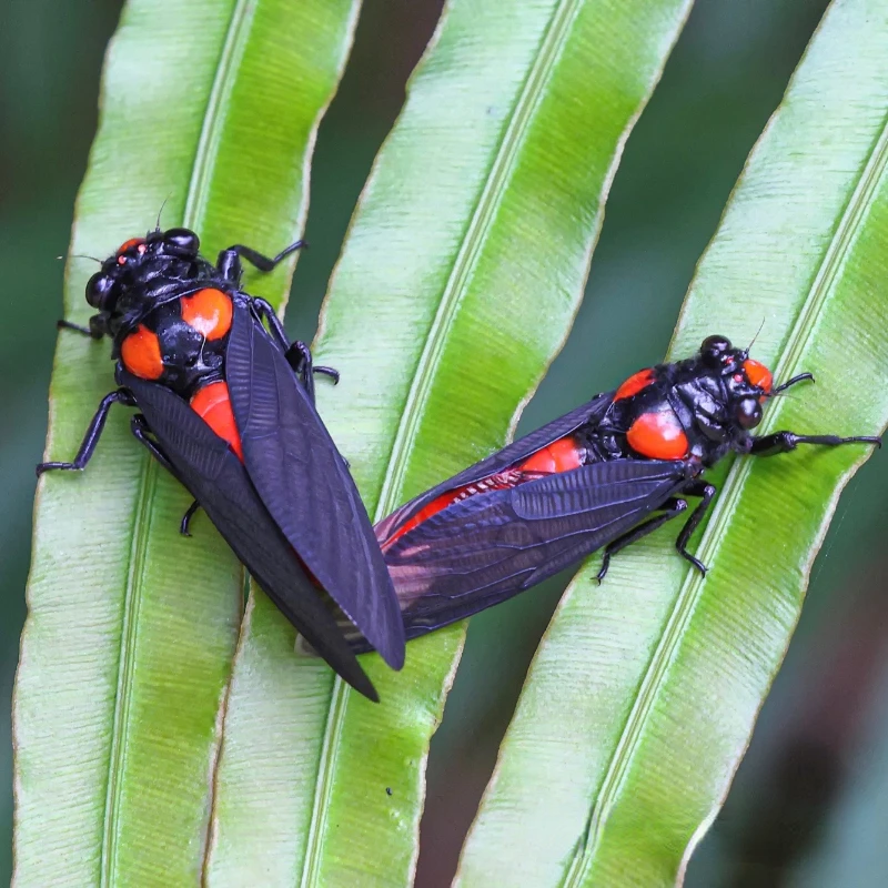 Specimen of Black winged Red Cicada A1/A - Huechys sanguine Student Observation DIY Crafts Home Decoration