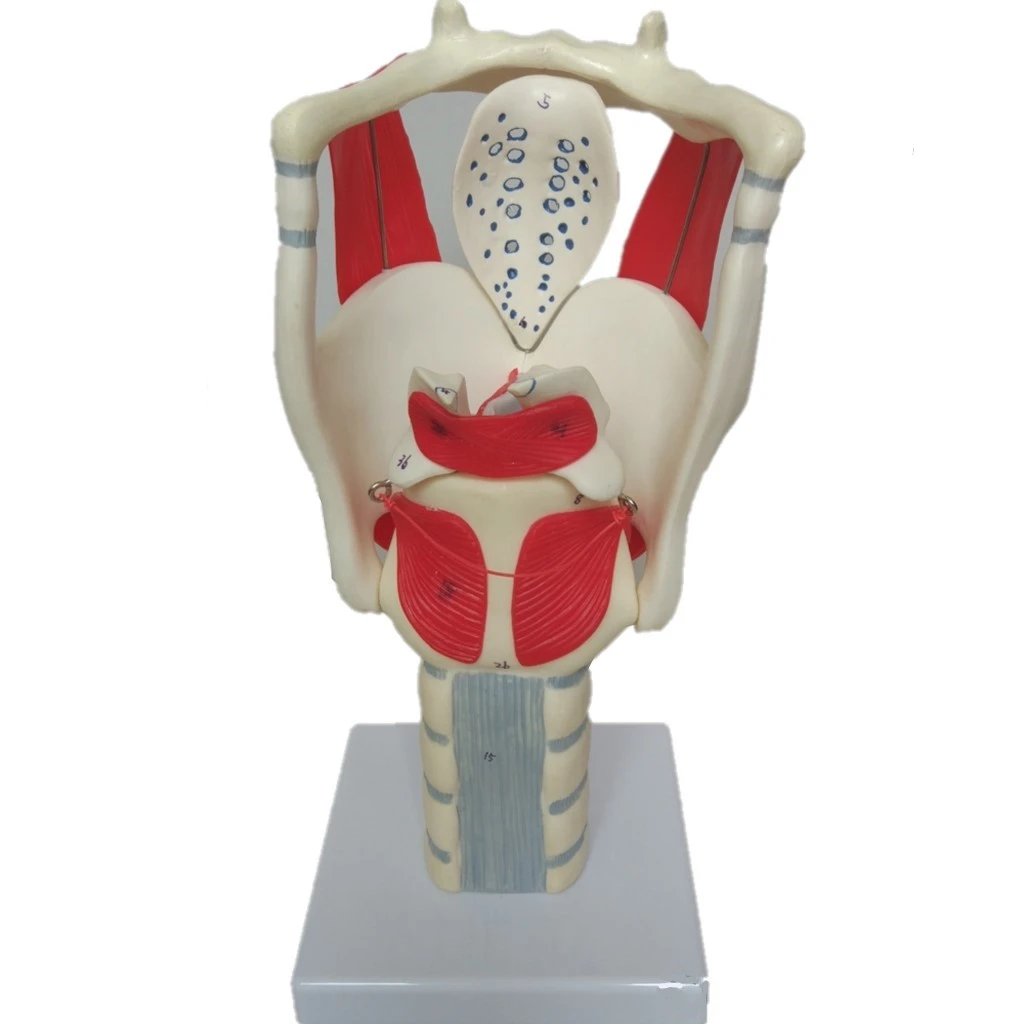 

Hot Structure and Function of Larynx Model,Human Anatomical Larynx model New