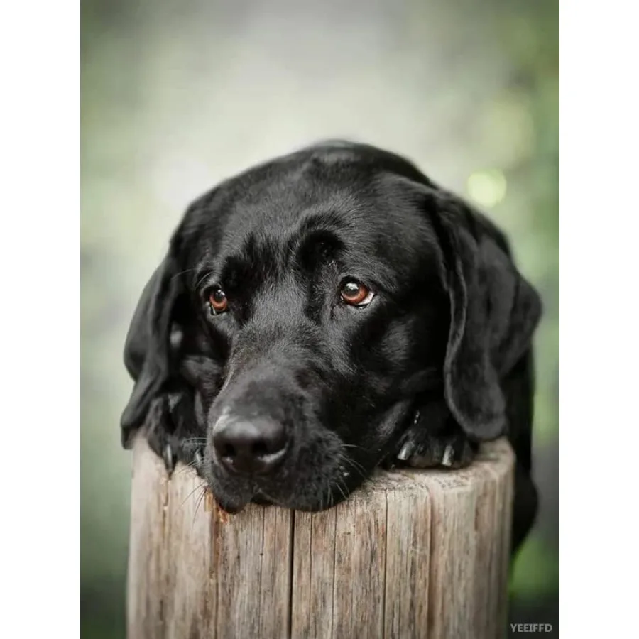 

DIY 5D Diamond Painting Kits Black Dogs Labrador Full Drill Round Beads Diamond Art Cross Stitch Diamond Painting by Number Kit