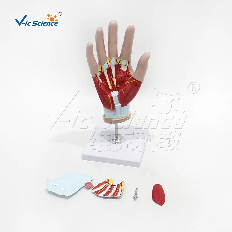 Medical Education Advance Hand Anatomical Model