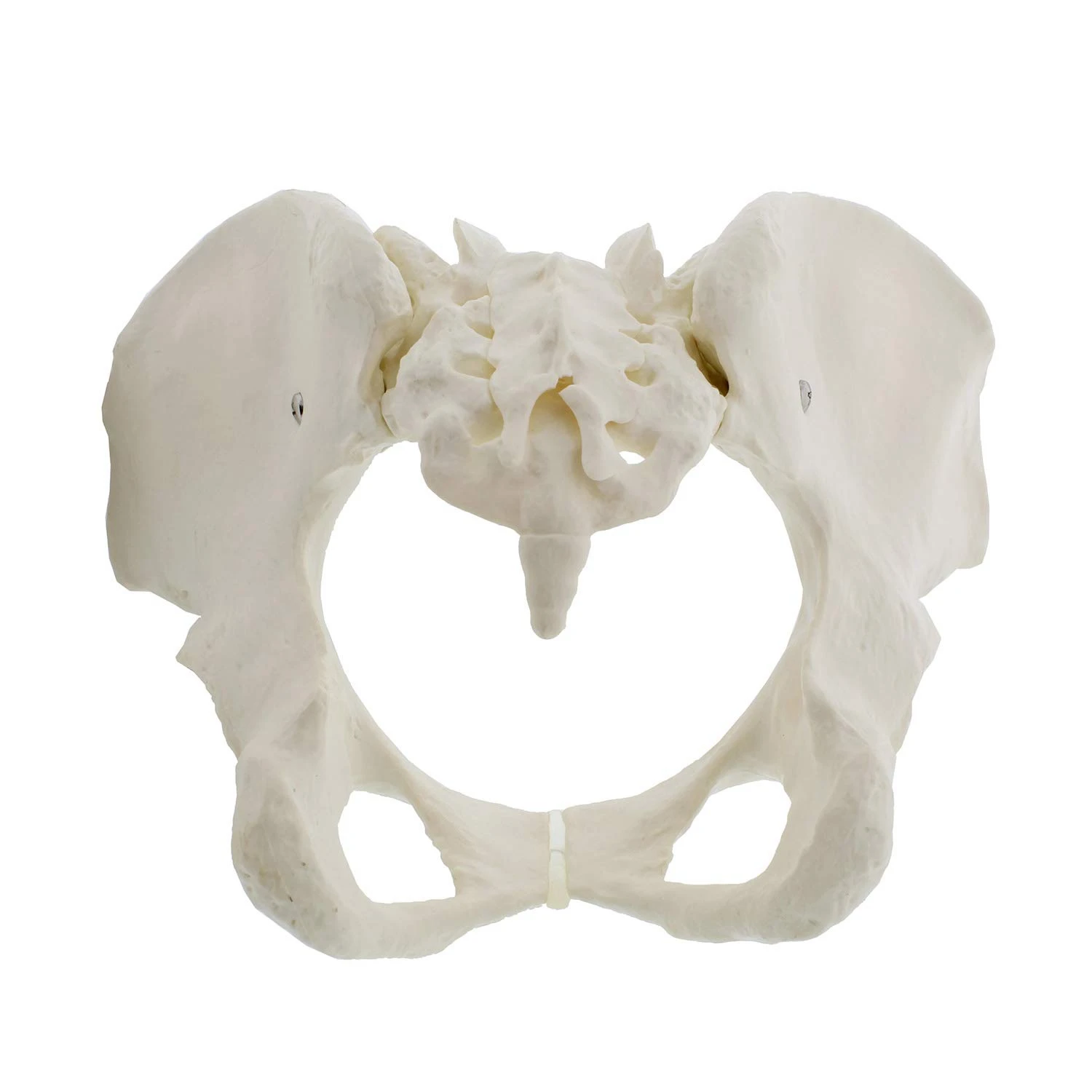 Life Size Female Pelvis Model, Hip Model - Female Anatomy Model, Hip Bone Pelvic Model Female Anatomical Model