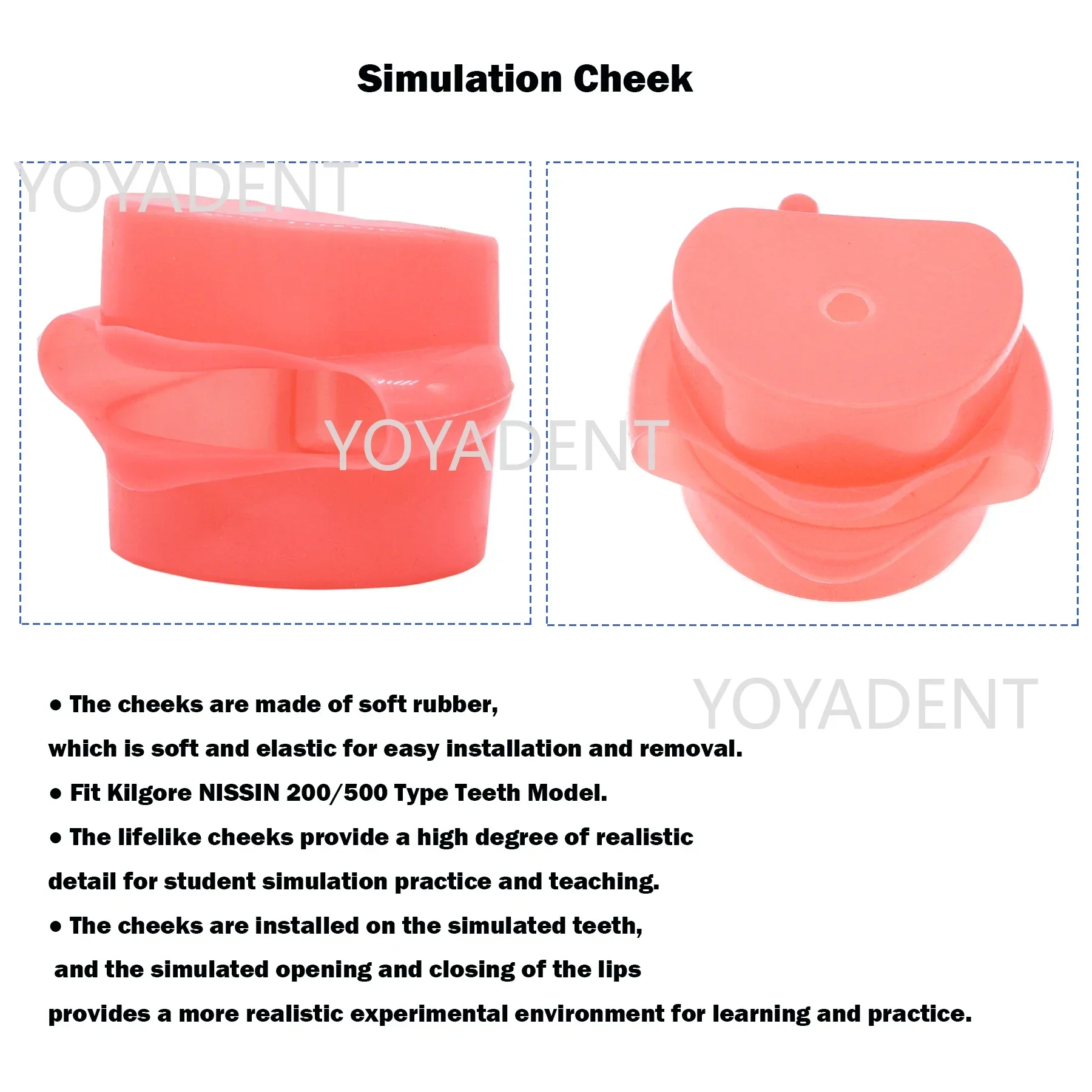 Model dentystyczny Model dydaktyczny Fit Kilgore NISSIN 200/500 typ symulacja policzka ze zdejmowanym zębem 28/32 szt. do treningu praktycznego