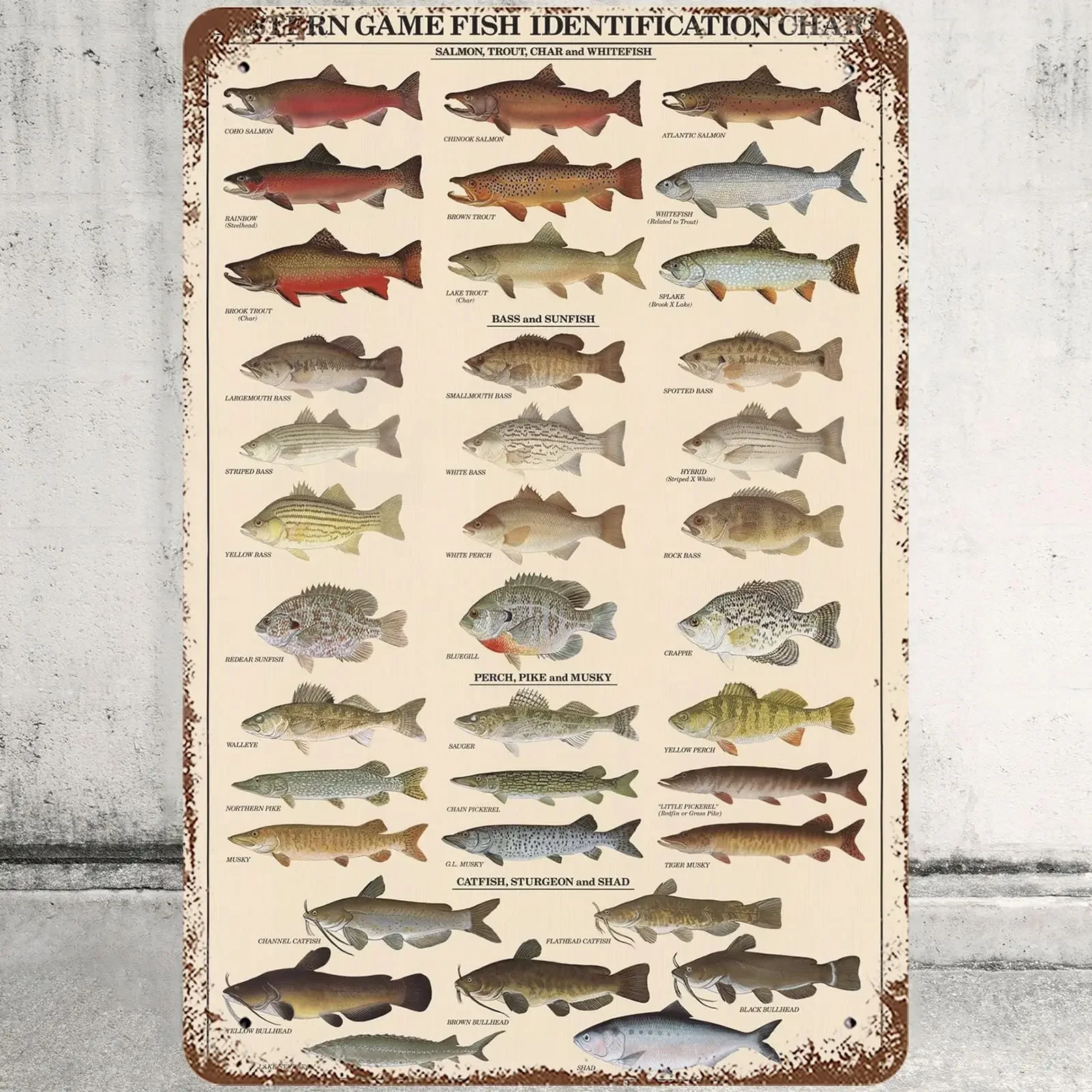 Charllr Metal Tin Sign 8x12 Inches, Fish Wall Decor Eastern Game Fish Identification Chart Tin Signs Poster for Home Living s