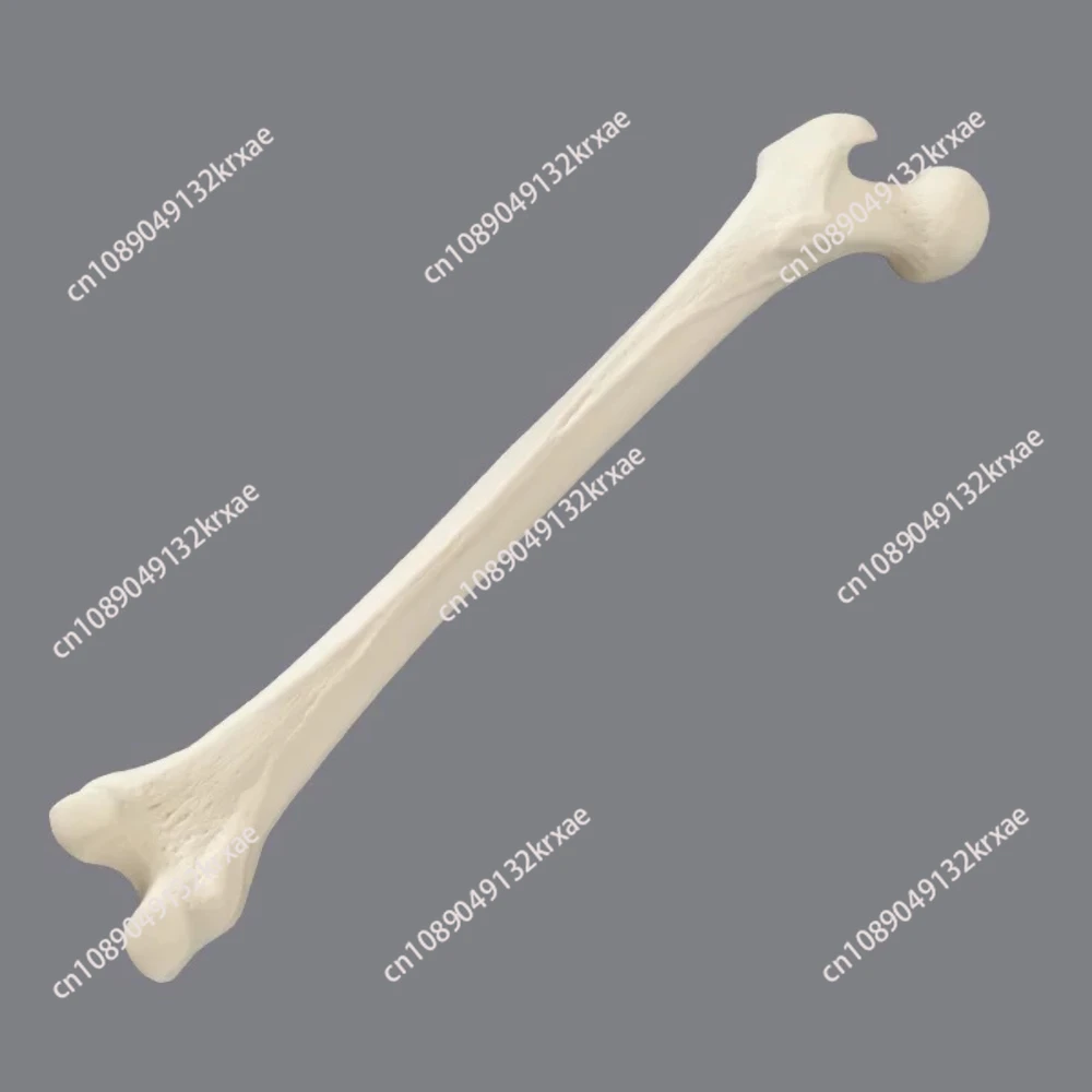 Simulated Bone of Femur Sawbones Pseudobone Workshop Preoperative Practical Training Exercise Human thigh-bone skeleton.