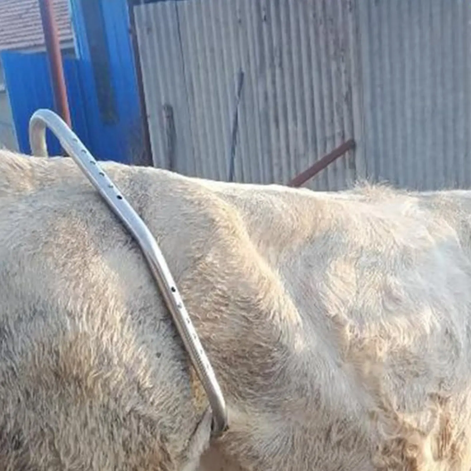 

Противоударная балка для коров, усиленная, регулируемая, для фиксации скота, простое в использовании ветеринарное оборудование для процедур и доения