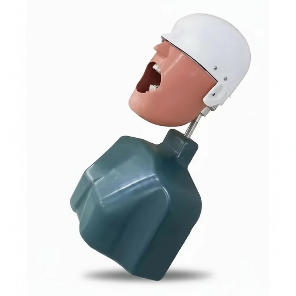 

Зубной манекен-голова, пластиковая фантомная голова, стоматологический манекен, учебная модель премиум-класса для обучения удалению зубов