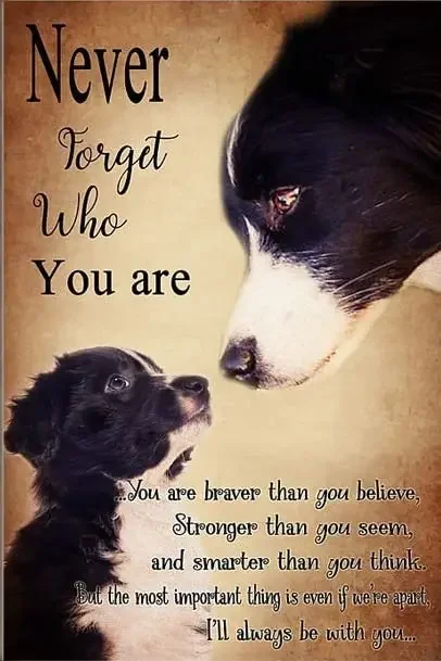 Border Collie Dog Never Forget Who You are Metal Signs Retro Poster Vintage Wall Art Wall Signs for Bar Coffee Club Man