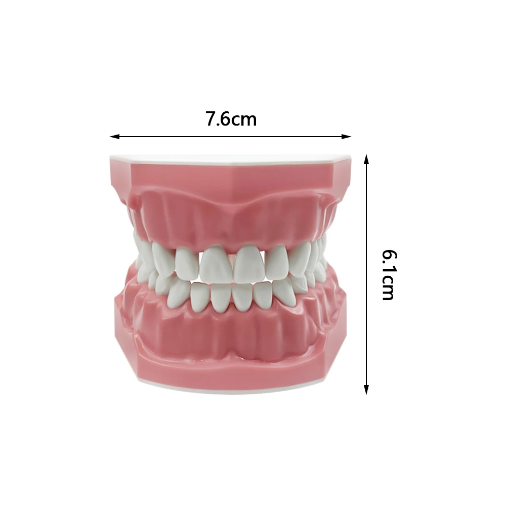 Dental Model Oral Care Teaching Demonstration Model Brushing Flossing Practice Teeth Typodonts Model for Kids Education Studying