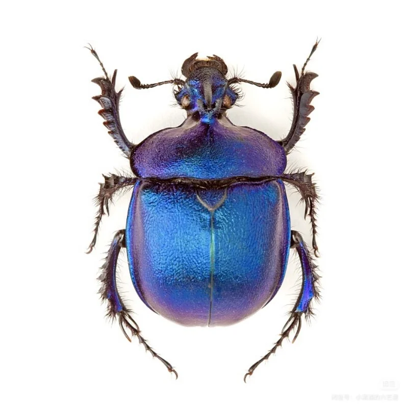 Campioni di insetti reali sistema blu in metallo campioni A1 di merda collezione di fotografia di insetti a vapore regali naturali decorazioni per