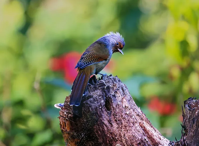 

BETAFPV Beta 45mm 3-Blade Propeller - 1.5mm Aperture, for Aquila16 & Micro Drone DIY