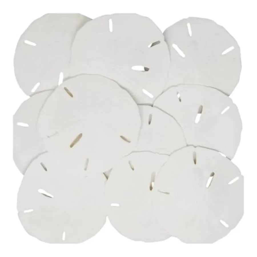 

Beach Sand and White Sand Dollars for Vase Filler Home Décor Weddings Terrarium Aquariums Arts and Crafts