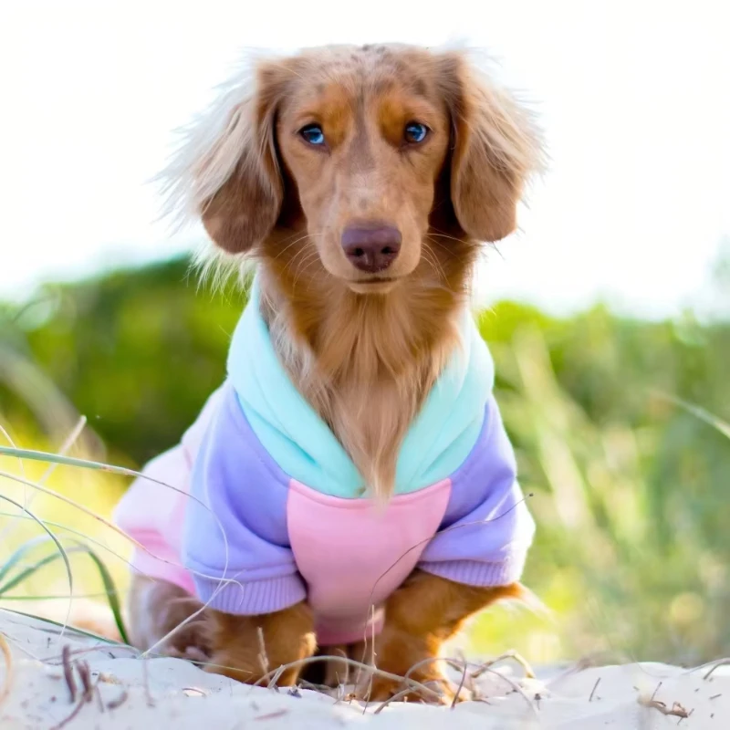 

Wholesale Quality Small Dachshund Weiner Sausage Dogs Fleece Fabric Suppliers Dog Christmas Dachshund Clothes Hoodie