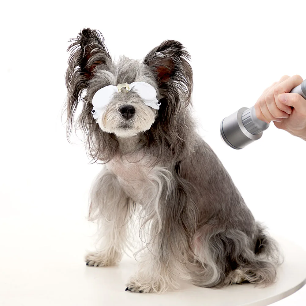 Class 4 Medical Therapy Machine Pets Injuries Treatment for Inflammation Recovery and Pain Relief