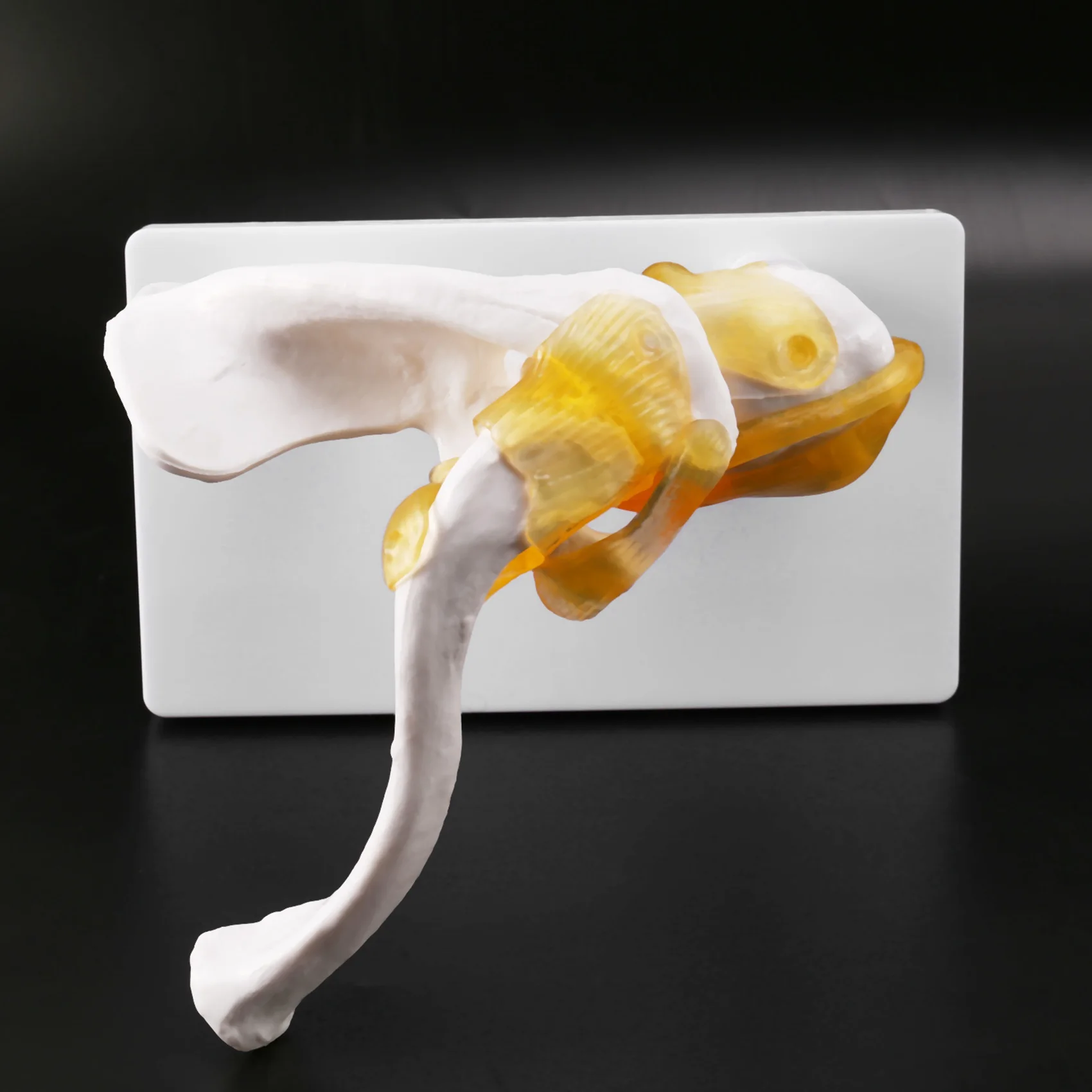 

ABFM-Human Shoulder Joint Model, Anatomically Accurate Shoulder Skeleton Model Life Size Human Skeleton Anatomy For Science Clas