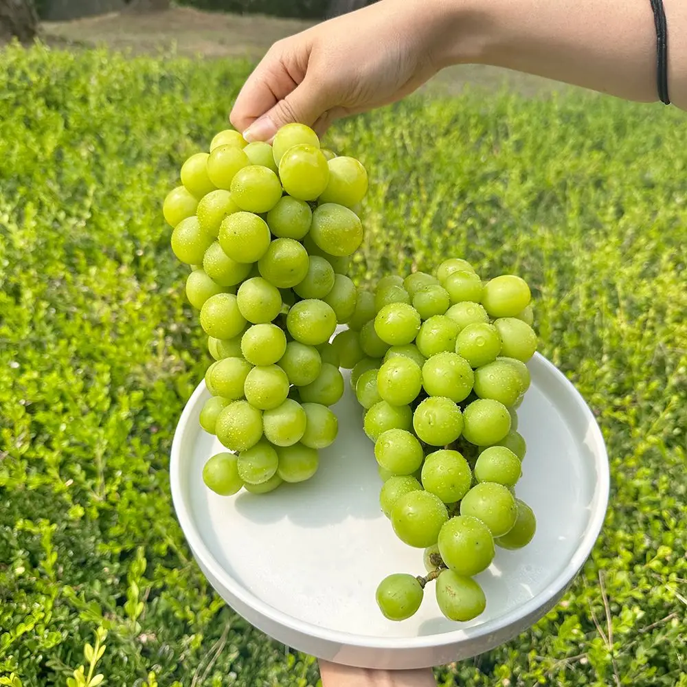 새벽선별 국내산 샤인머스켓 정품 선물용 2kg