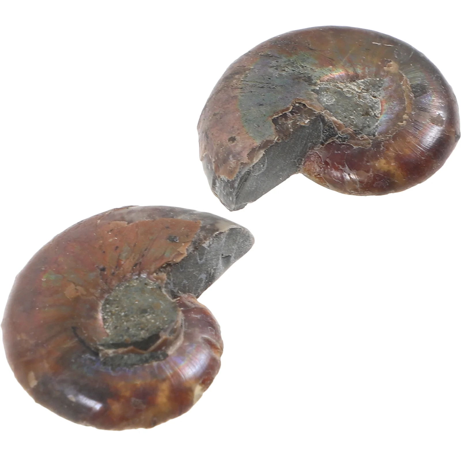 2 Pcs Ammonite Specimen Models Adornment Ammonites for Fun Toys Natural Ornament Kids Child