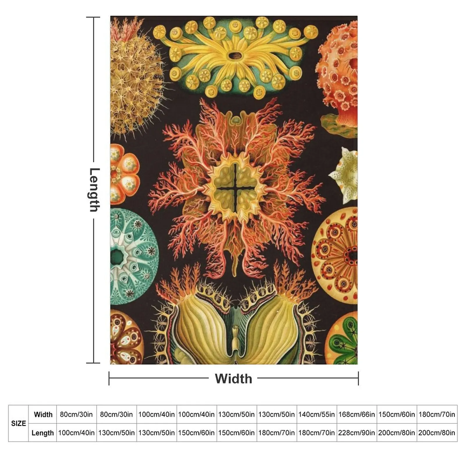 Ernst Haeckel - Ascidiae (Sea Squirts) - Vintage Botanical illustration Throw Blanket