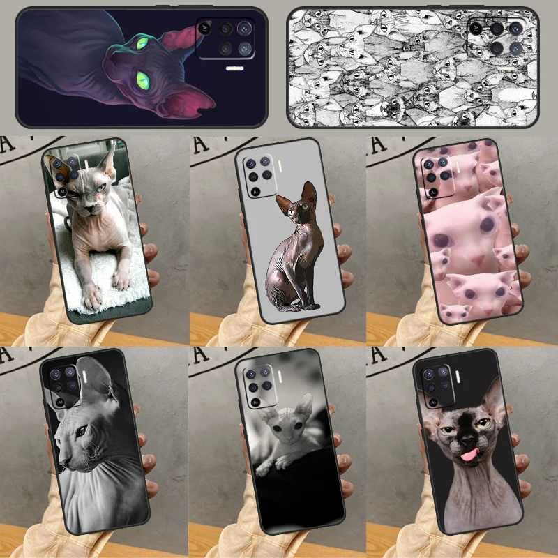 Sphynx Sphinx Cat P…