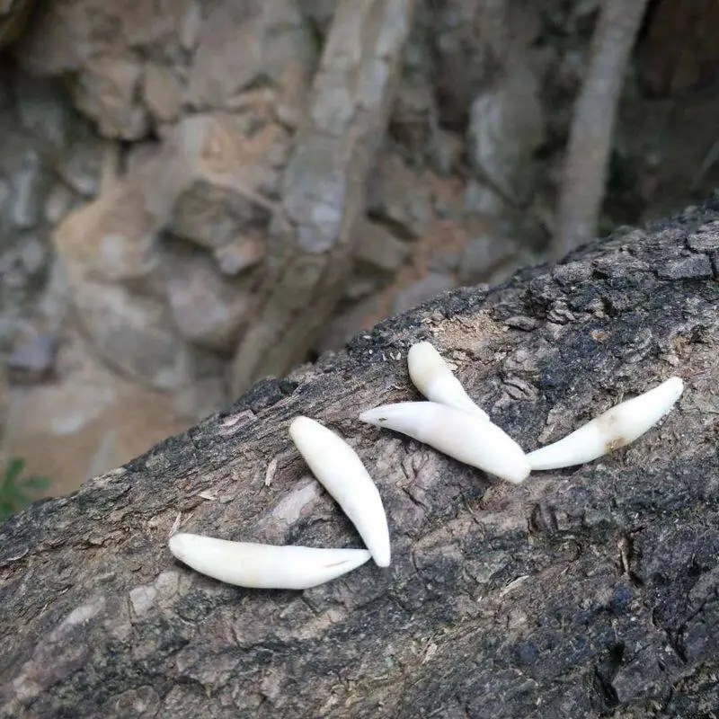 Natural Farmed Cat Bone Collection Hand craft DIY Spencimen Display Special Jewelry Making SHAMAN
