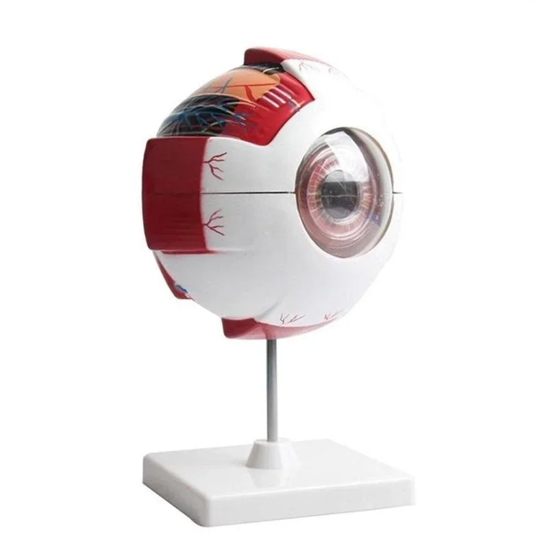 

Human Eyeball Model Anatomy Magnified 6 Times Eye Model Anatomical Eye Eyeball Structure Model School Teaching Supplies Tool