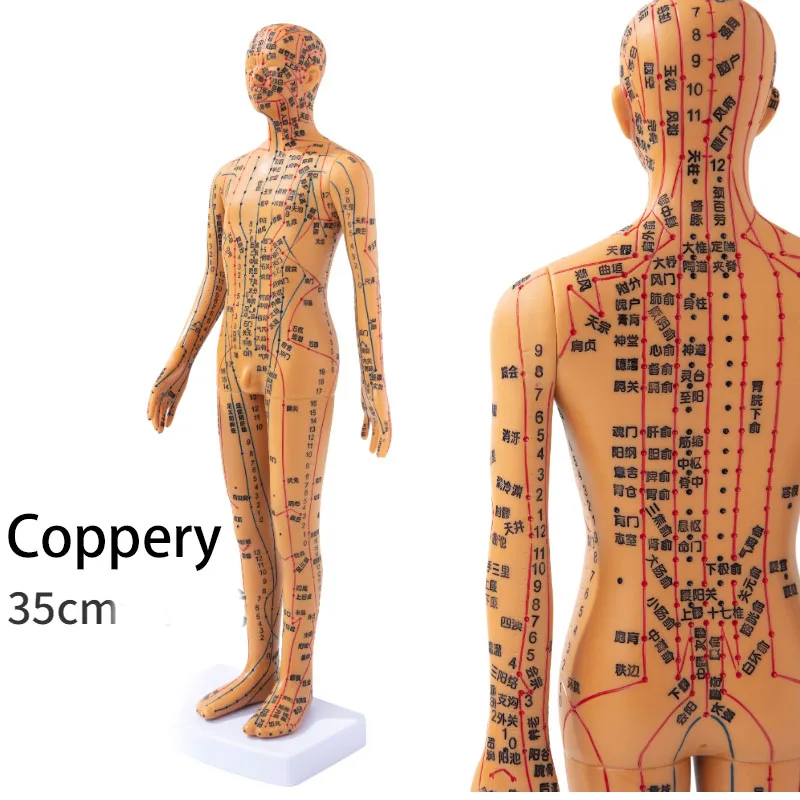 Human Body Acupuncture Model Female/Male Meridians Model Chart Book Chinese medicine 35cm