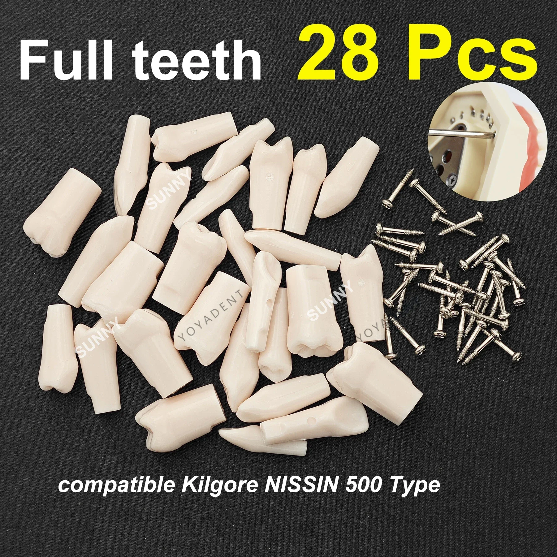 

Dental Teeth Model Typodont Screw-in Replacement Teeth fit NISSIN 500 Type Dentistry Preparation Training Teaching