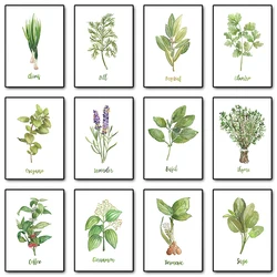 Piante di erbe ad acquerello poster e stampe botaniche verdi su tela pittura Wall Art Picture for coriandolo Kitchen Herbs Home Decor