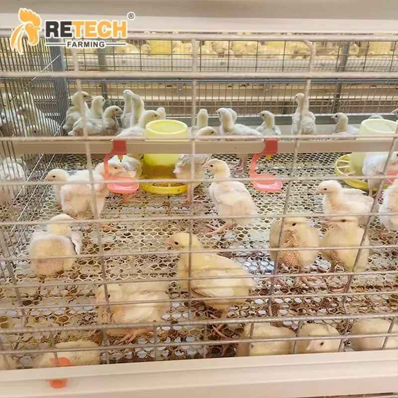 Enclosed Steel Structure Chicken House H Type Broiler Cages Equipment for Ventilation System