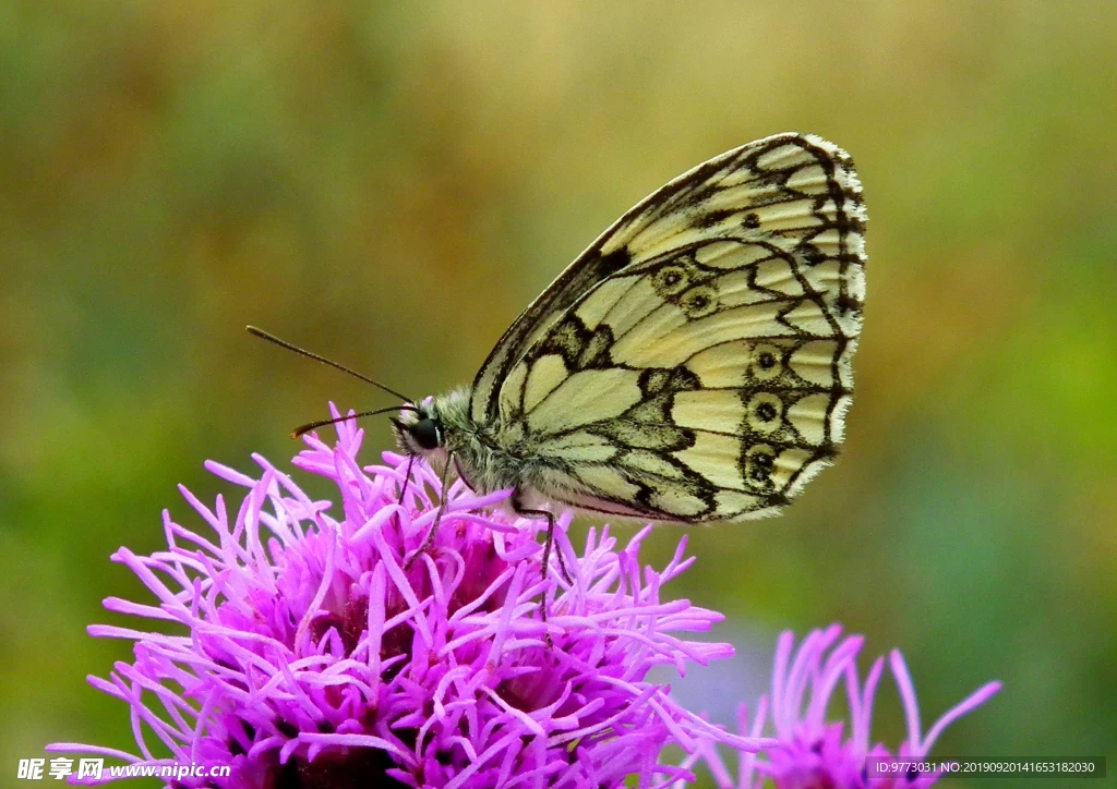 1: 8 Flat Running S…