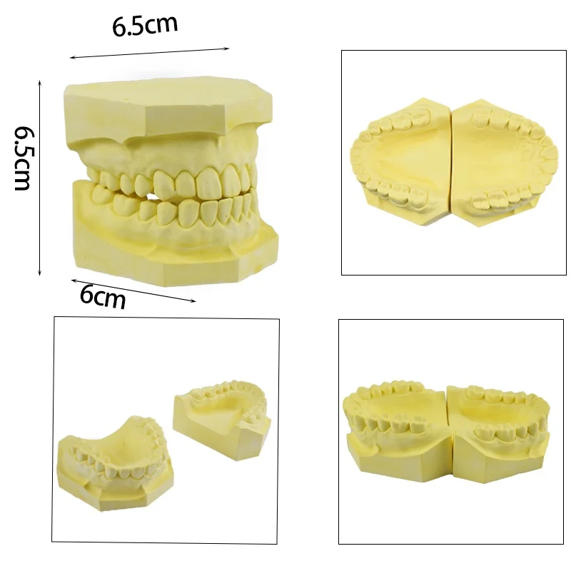 

Dentaduras Material Dental Modelo Gesso Padrão Tem Dentes Sem Super Anhydrite Porta Inteira