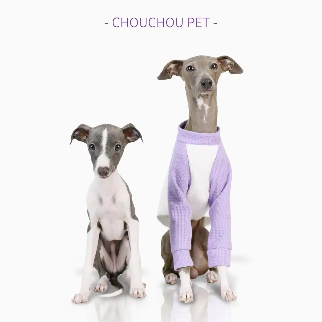 iggy Summer pet puppy clothes cotton color matching thin dog sportswear cute color matching Whippet medium dog clothes