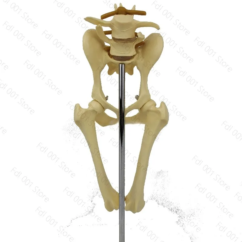 Anatomy Osteoporosis Dog Hip Model Dog Skeleton Animal Skeleton Canine Pet Veterinary Teaching PVC model