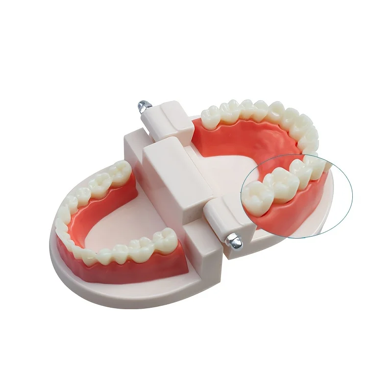 1/3PCS Dental Teeth Model Dentist student Model for Teaching Dentistry Material Dentist Tools Dental Lab Model