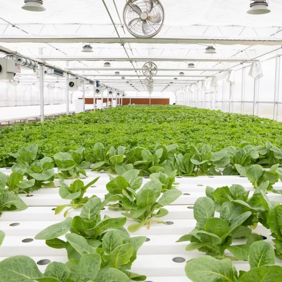 

Customized greenhouseCustomized Large Size Intelligent Hydroponic Greenhouse for Agricultural Vegetable and Flowers and Fruits