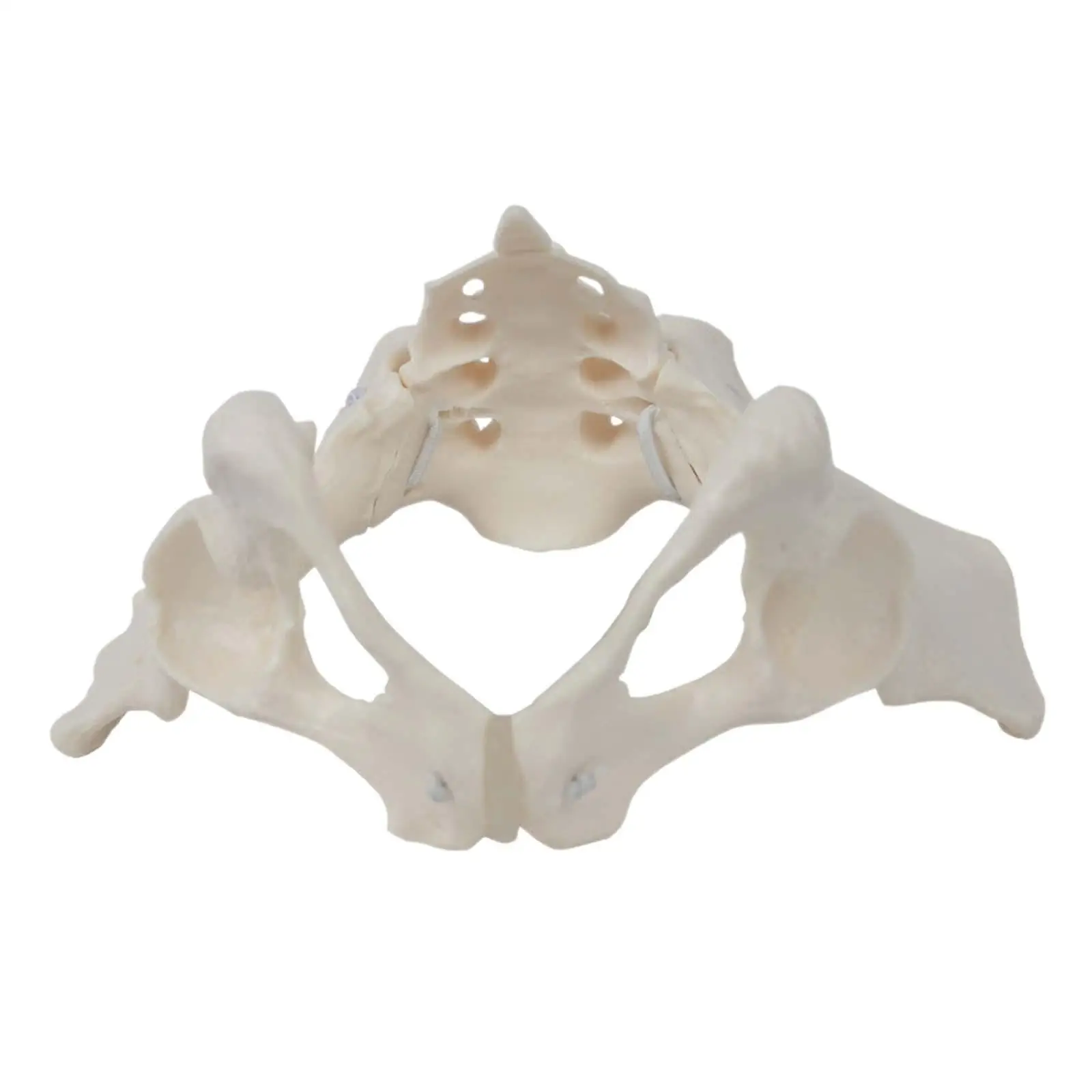 Flexible Female Pelvis Model Skeleton Medical Model for Medical Education Doctor Office Decor and Anatomical Learning Aid
