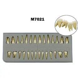 28PCS Dental 1:1 Permanent Teeth Teach Study Model Demo for Lab Education M7021 Dental Model