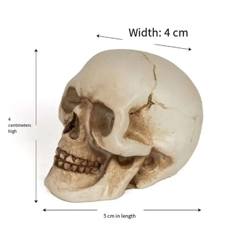 Resin Skull For Desktop, Mini Skull Model 2 Pcs/Set, Skull Statue, Human Skull Head Bone Model For Home Decoration