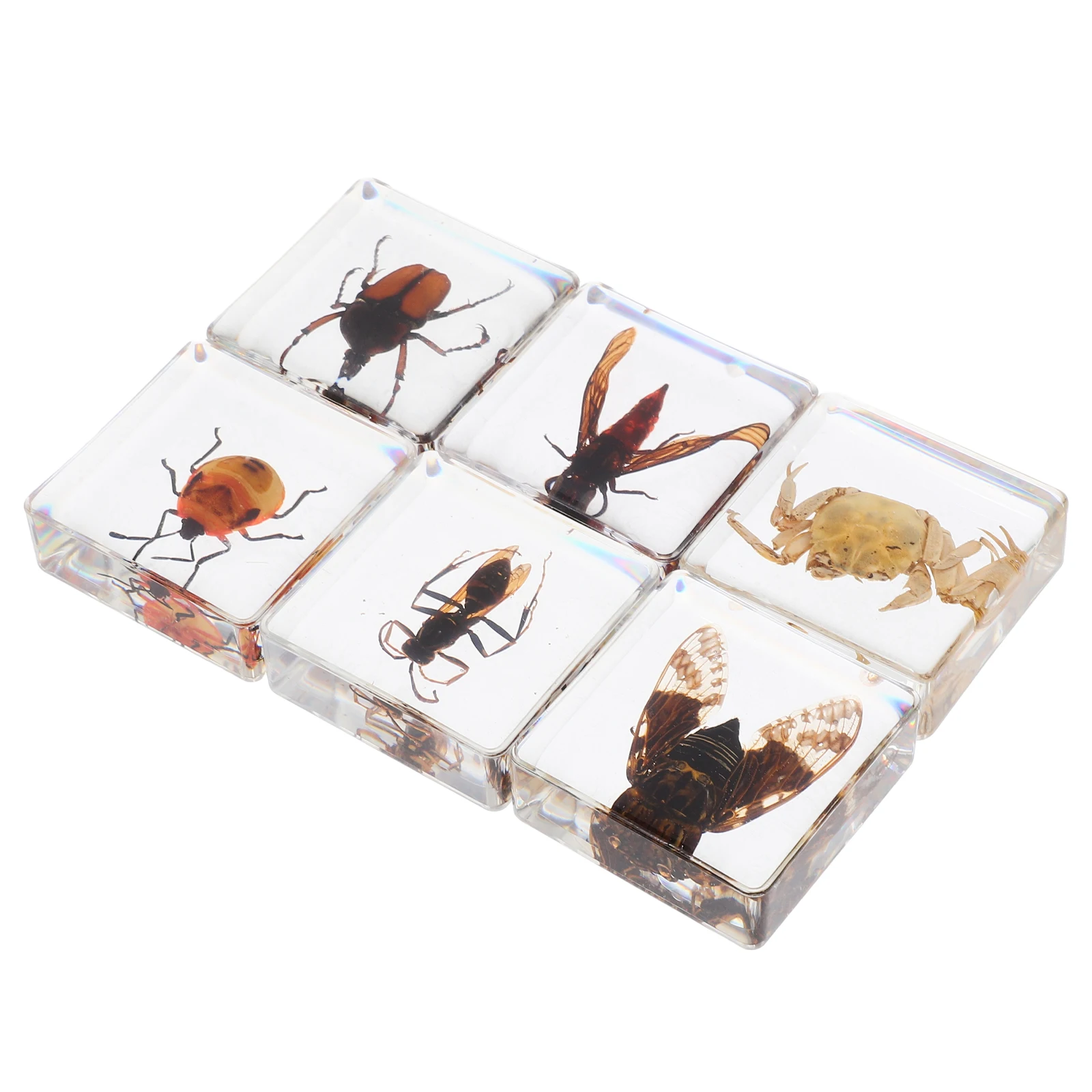 

6pcs Resin Bookends Delicate Desktop Desktop Insects Decoration Decorations Home Office Ornament Gift Exquisite Craft