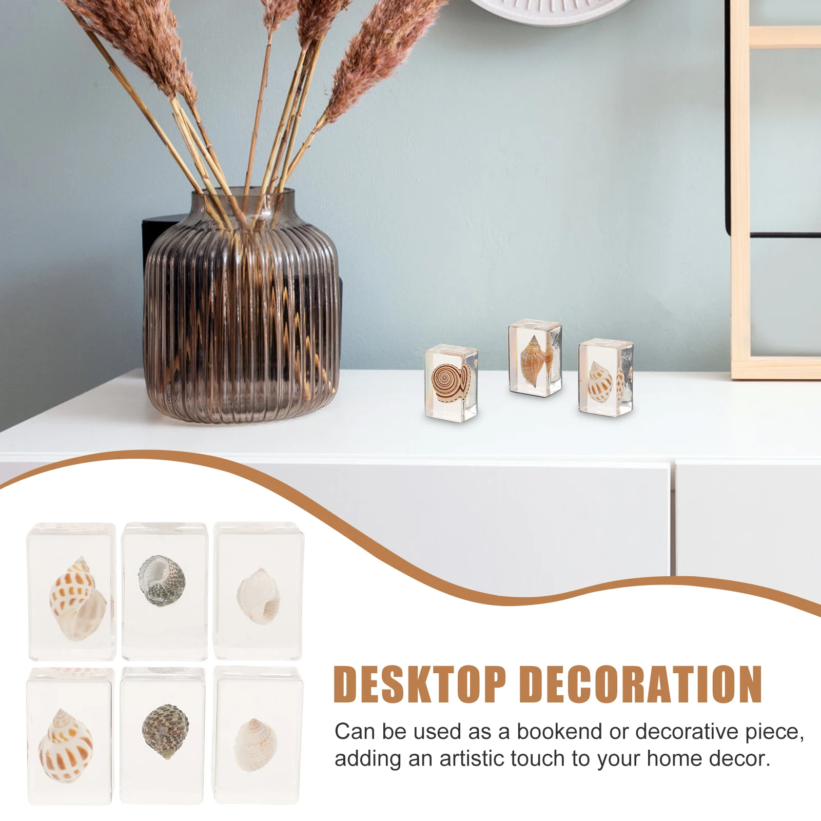 

6pcs Marine Biological Specimens Natural Seashell Teaching Aids Crafts Resin Decor Party Ornament Display Collection Shell