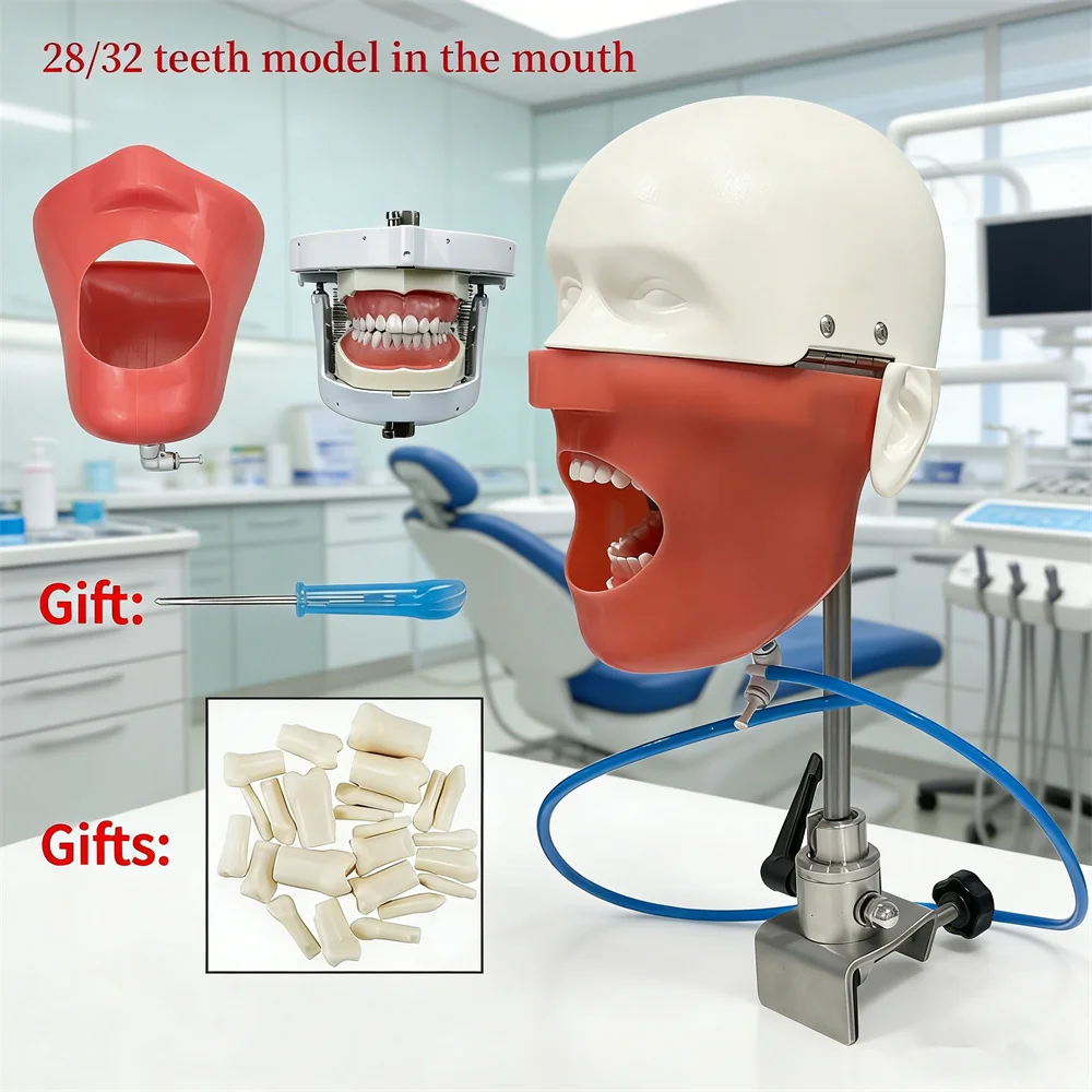

Phantom Head Dental Simulator Mannequin With 28/32 Typodont Teeth Model Dentist Student Teaching Practice Demon Equipment New