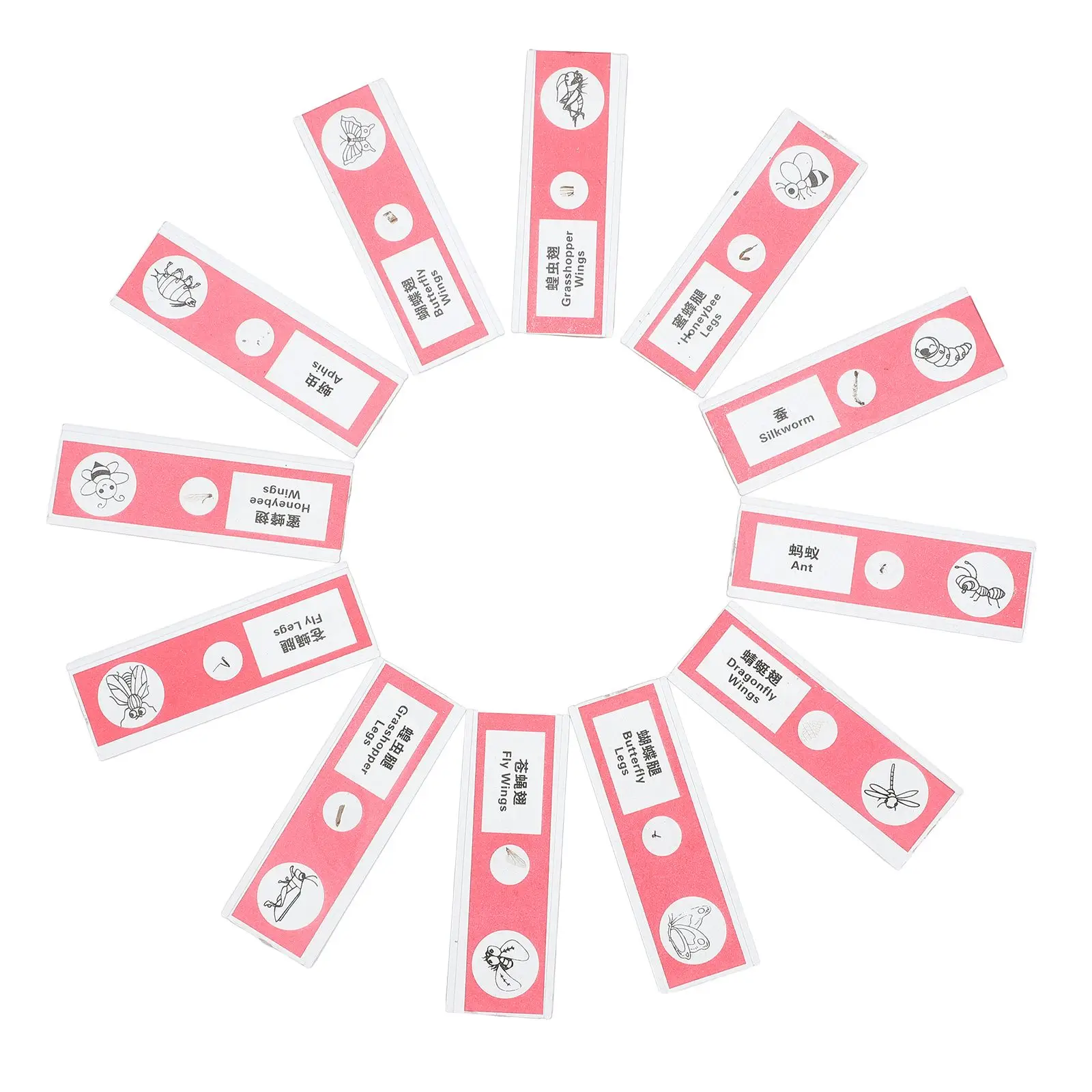 12 Pcs Biological Sample Sections Kids Microscope Slides Prepared Vegetable Child