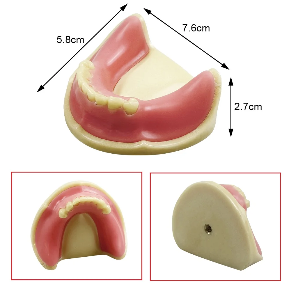 Dental Teeth Model Jaw Implant Practice Demo Typodont Soft Gum Study Teaching Training Oral Model Dentistry Demonstration Tools