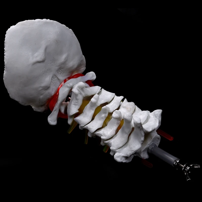 Cervical Vertebra Arteria Spine Spinal Nerves Anatomical Model Anatomy For Science Classroom Study Display Teaching Model