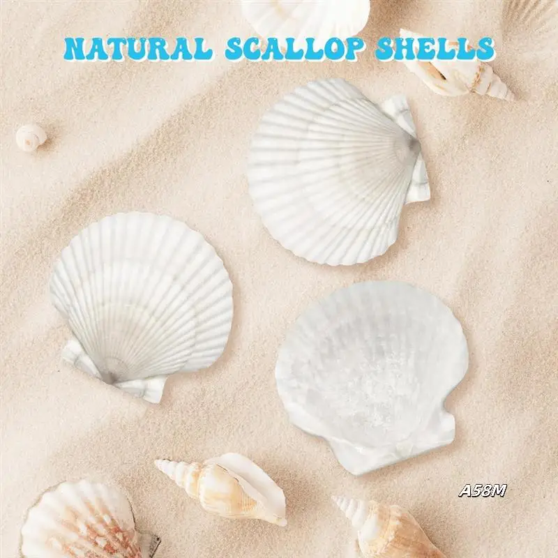 

Большие ракушки с гребешком для поделок 4–5 дюймов, белые ракушки с гребешком, поделки, сделай сам, живопись, украшение для пляжной вечеринки