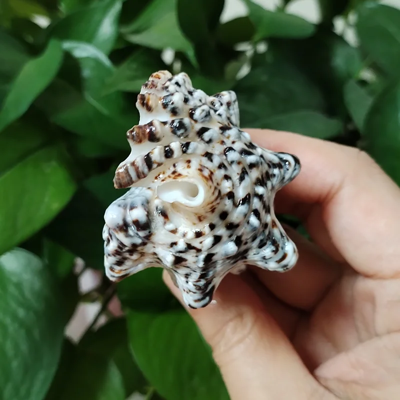 8-10CM Rare Tower Snail Turritella Natural Sea shells For Wedding Home Fish Tank Decorations Table Party Ornaments DIY Crafts - Image 4